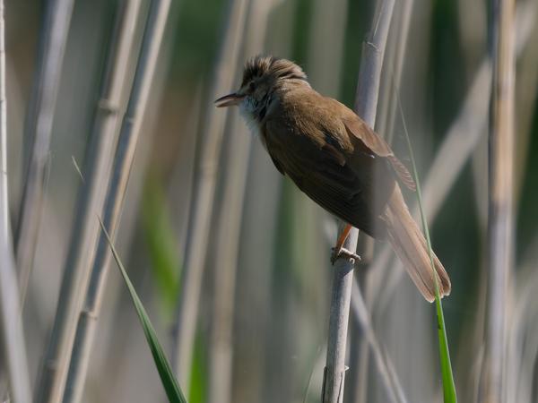 <h3>Acrocephalus&nbsp;arundinaceus / Great&nbsp;reed&nbsp;warbler / Grote&nbsp;karekiet</h3>OM-1 Mark II met OLYMPUS M.150-400mm F4.5 TC, 1/2000 sec  bij F5.6, ISO 500, afstand 14.8&nbsp;m